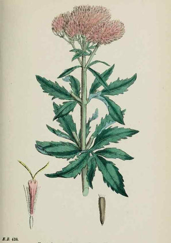 Reproducción/Reproduction 48717439943: English botany, or, Coloured figures of British plants /. London :R. Hardwicke,1863-1886.. 