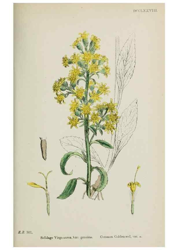 Reproducción/Reproduction 48717437913: English botany, or, Coloured figures of British plants /. London :R. Hardwicke,1863-1886.. 