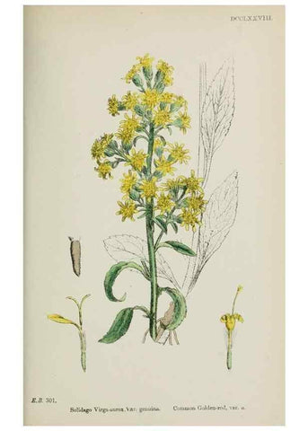 Reproducción/Reproduction 48717437913: English botany, or, Coloured figures of British plants /. London :R. Hardwicke,1863-1886.. 