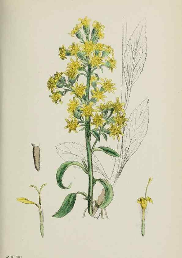 Reproducción/Reproduction 48717437913: English botany, or, Coloured figures of British plants /. London :R. Hardwicke,1863-1886.. 
