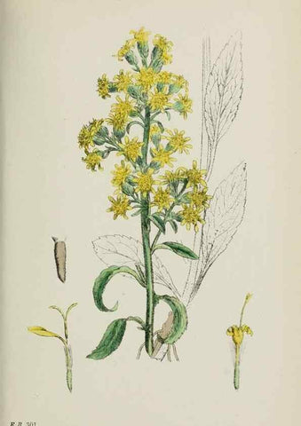 Reproducción/Reproduction 48717437913: English botany, or, Coloured figures of British plants /. London :R. Hardwicke,1863-1886.. 