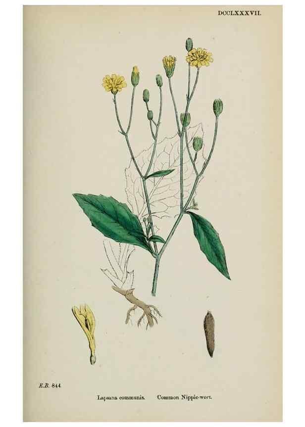 Reproducción/Reproduction 48717947947: English botany, or, Coloured figures of British plants /. London :R. Hardwicke,1863-1886.. 