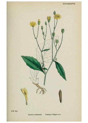 Reproducción/Reproduction 48717947947: English botany, or, Coloured figures of British plants /. London :R. Hardwicke,1863-1886.. 