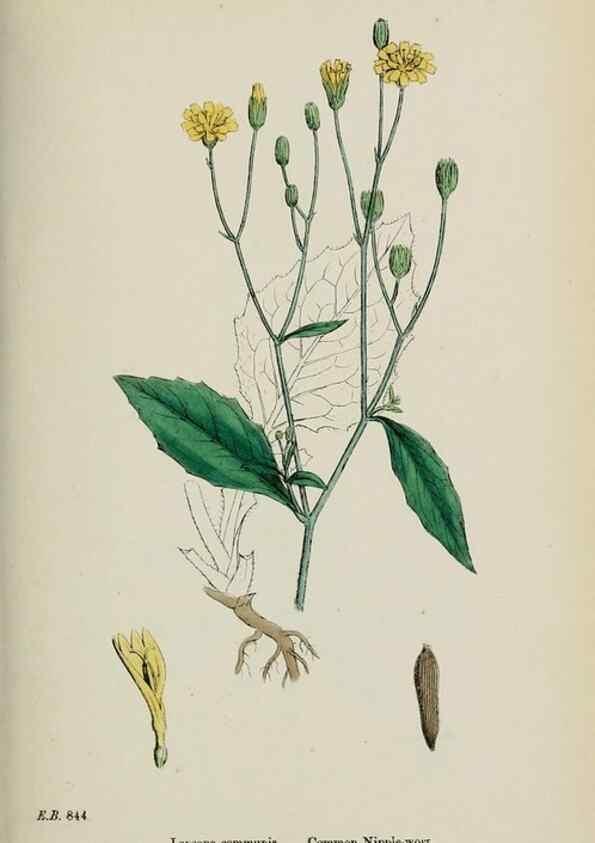 Reproducción/Reproduction 48717947947: English botany, or, Coloured figures of British plants /. London :R. Hardwicke,1863-1886.. 