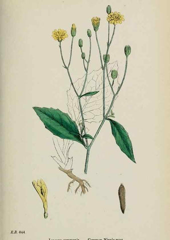Reproducción/Reproduction 48717947947: English botany, or, Coloured figures of British plants /. London :R. Hardwicke,1863-1886.. 