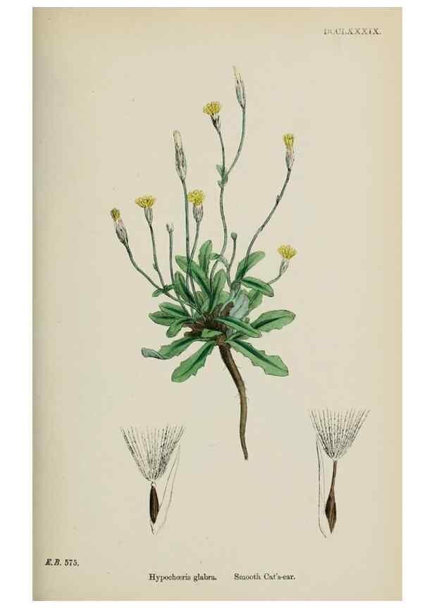 Reproducción/Reproduction 48717777551: English botany, or, Coloured figures of British plants /. London :R. Hardwicke,1863-1886.. 