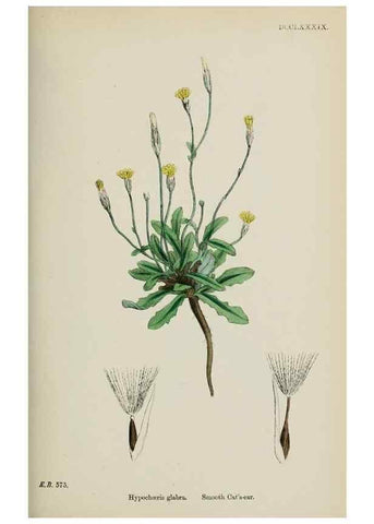 Reproducción/Reproduction 48717777551: English botany, or, Coloured figures of British plants /. London :R. Hardwicke,1863-1886.. 