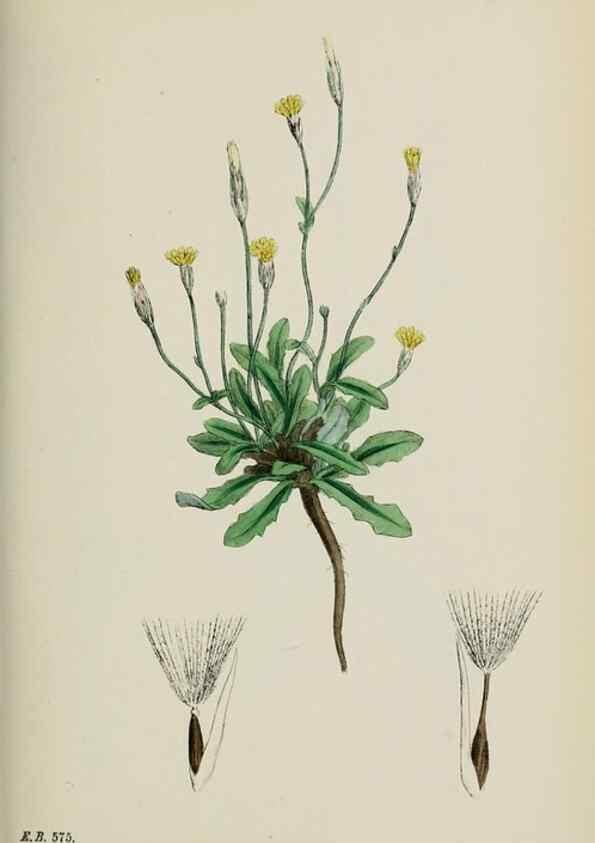 Reproducción/Reproduction 48717777551: English botany, or, Coloured figures of British plants /. London :R. Hardwicke,1863-1886.. 