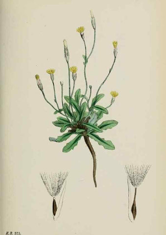 Reproducción/Reproduction 48717777551: English botany, or, Coloured figures of British plants /. London :R. Hardwicke,1863-1886.. 
