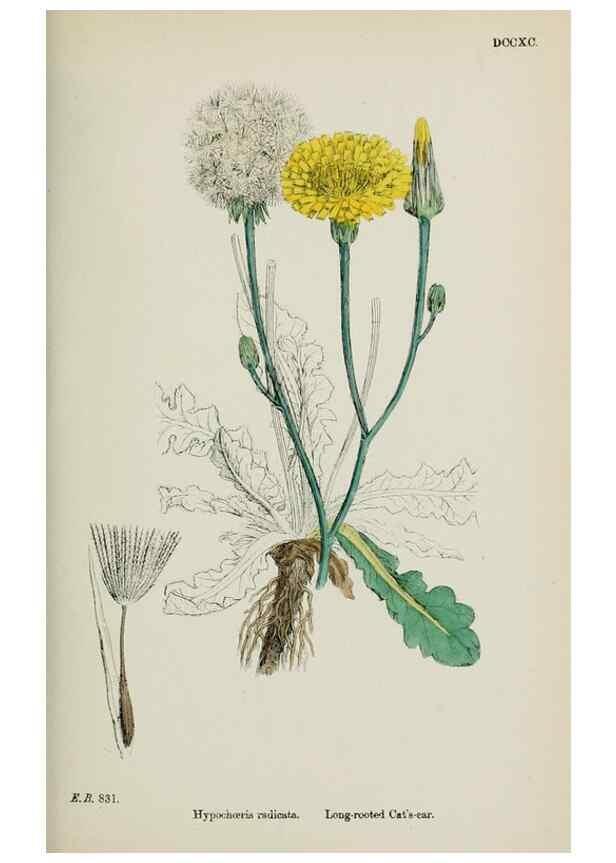 Reproducción/Reproduction 48717948812: English botany, or, Coloured figures of British plants /. London :R. Hardwicke,1863-1886.. 