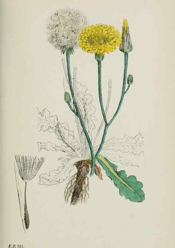 Reproducción/Reproduction 48717948812: English botany, or, Coloured figures of British plants /. London :R. Hardwicke,1863-1886.. 