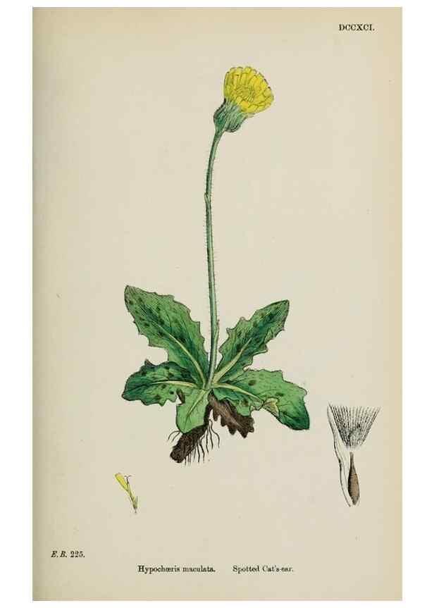 Reproducción/Reproduction 48717949197: English botany, or, Coloured figures of British plants /. London :R. Hardwicke,1863-1886.. 