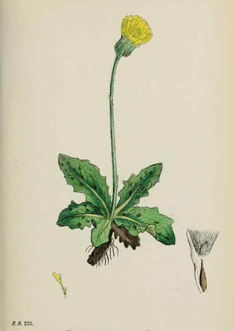 Reproducción/Reproduction 48717949197: English botany, or, Coloured figures of British plants /. London :R. Hardwicke,1863-1886.. 
