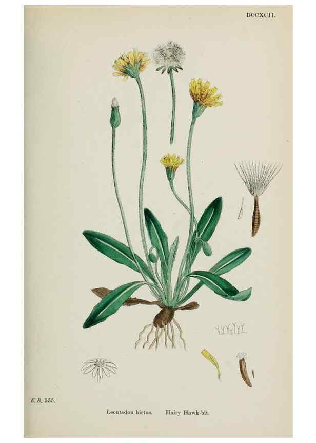 Reproducción/Reproduction 48717441998: English botany, or, Coloured figures of British plants /. London :R. Hardwicke,1863-1886.. 