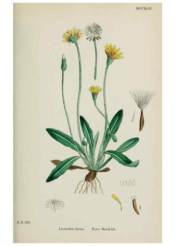 Reproducción/Reproduction 48717441998: English botany, or, Coloured figures of British plants /. London :R. Hardwicke,1863-1886.. 