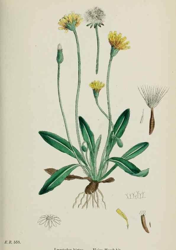 Reproducción/Reproduction 48717441998: English botany, or, Coloured figures of British plants /. London :R. Hardwicke,1863-1886.. 