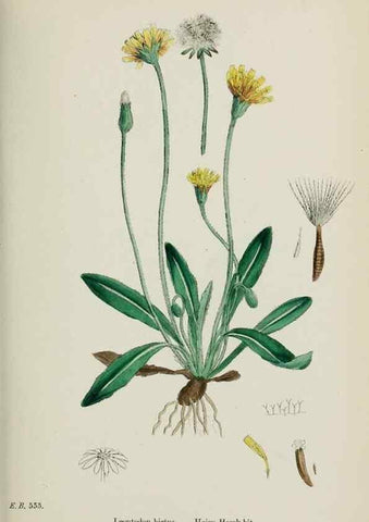 Reproducción/Reproduction 48717441998: English botany, or, Coloured figures of British plants /. London :R. Hardwicke,1863-1886.. 
