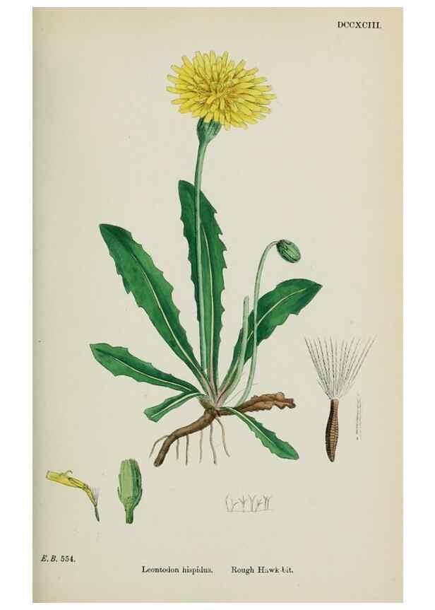 Reproducción/Reproduction 48717778886: English botany, or, Coloured figures of British plants /. London :R. Hardwicke,1863-1886.. 