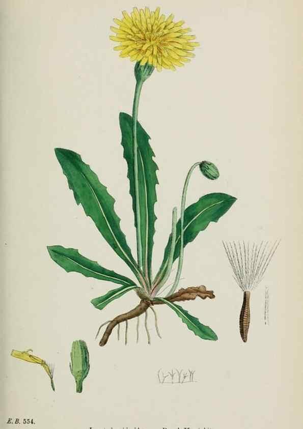 Reproducción/Reproduction 48717778886: English botany, or, Coloured figures of British plants /. London :R. Hardwicke,1863-1886.. 