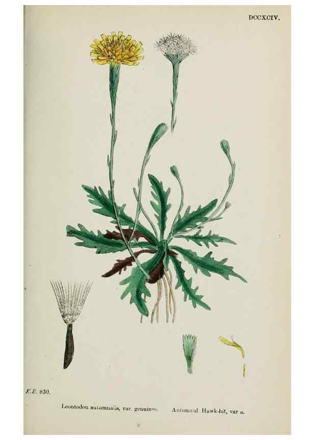 Reproducción/Reproduction 48717779221: English botany, or, Coloured figures of British plants /. London :R. Hardwicke,1863-1886.. 