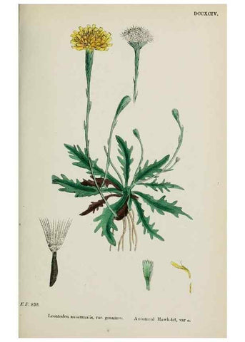 Reproducción/Reproduction 48717779221: English botany, or, Coloured figures of British plants /. London :R. Hardwicke,1863-1886.. 