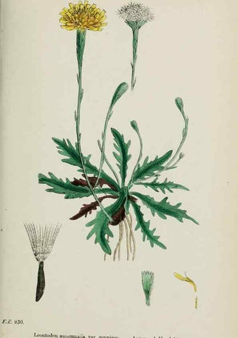 Reproducción/Reproduction 48717779221: English botany, or, Coloured figures of British plants /. London :R. Hardwicke,1863-1886.. 