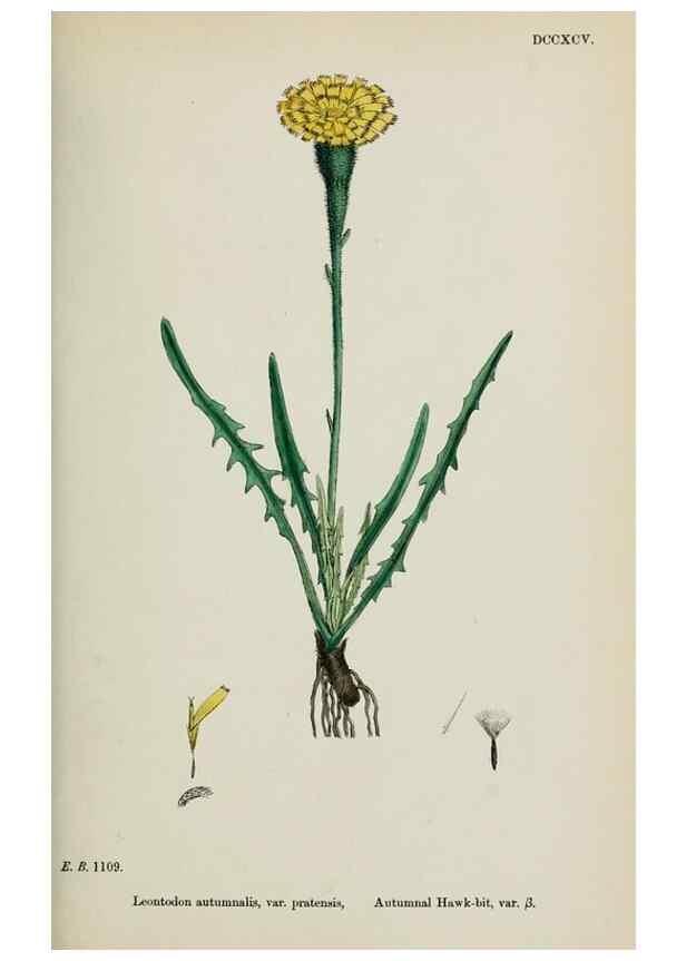 Reproducción/Reproduction 48717950272: English botany, or, Coloured figures of British plants /. London :R. Hardwicke,1863-1886.. 