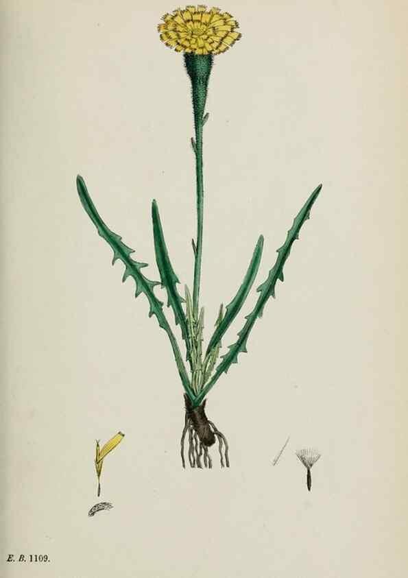 Reproducción/Reproduction 48717950272: English botany, or, Coloured figures of British plants /. London :R. Hardwicke,1863-1886.. 