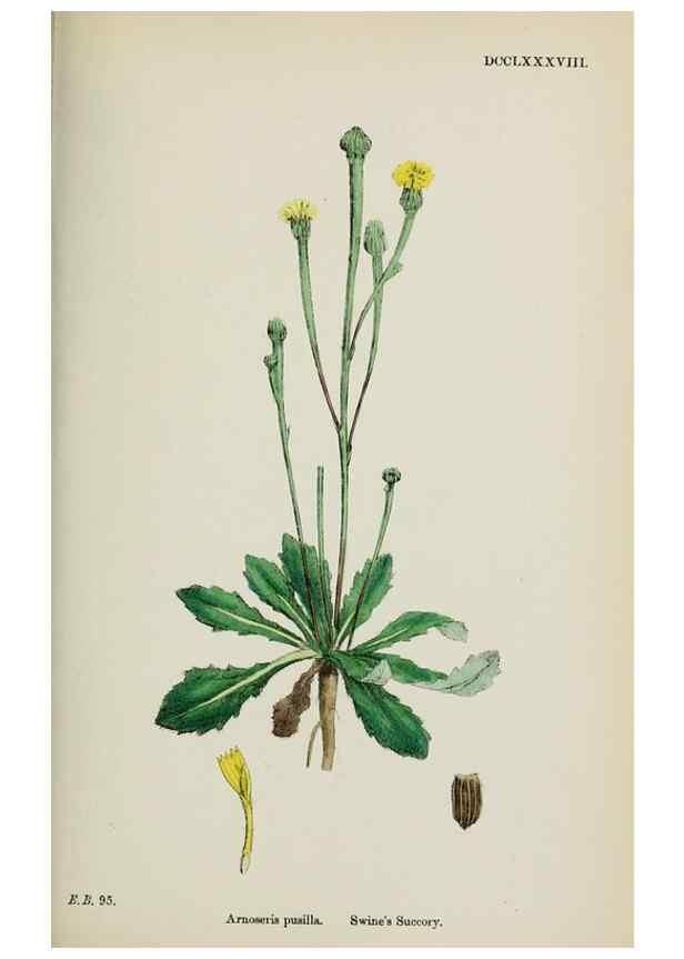 Reproducción/Reproduction 48717777211: English botany, or, Coloured figures of British plants /. London :R. Hardwicke,1863-1886.. 
