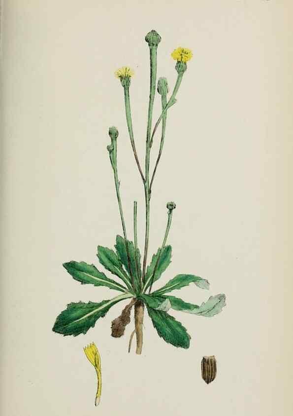 Reproducción/Reproduction 48717777211: English botany, or, Coloured figures of British plants /. London :R. Hardwicke,1863-1886.. 