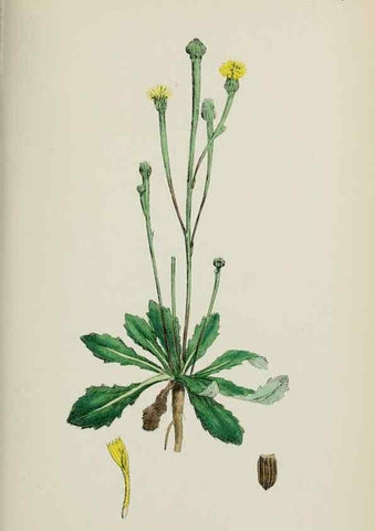 Reproducción/Reproduction 48717777211: English botany, or, Coloured figures of British plants /. London :R. Hardwicke,1863-1886.. 