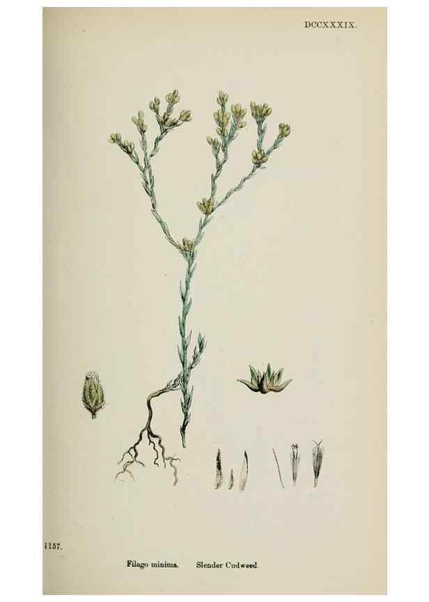 Reproducción/Reproduction 48717762216: English botany, or, Coloured figures of British plants /. London :R. Hardwicke,1863-1886.. 