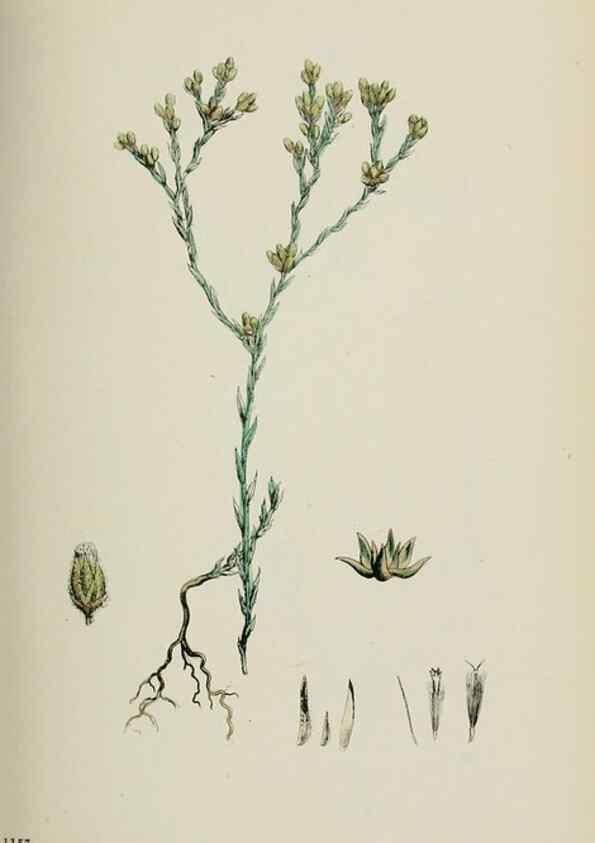 Reproducción/Reproduction 48717762216: English botany, or, Coloured figures of British plants /. London :R. Hardwicke,1863-1886.. 