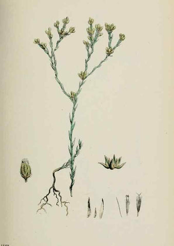 Reproducción/Reproduction 48717762216: English botany, or, Coloured figures of British plants /. London :R. Hardwicke,1863-1886.. 