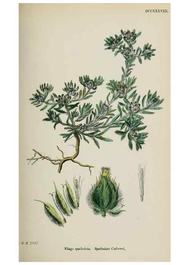 Reproducción/Reproduction 48717425603: English botany, or, Coloured figures of British plants /. London :R. Hardwicke,1863-1886.. 