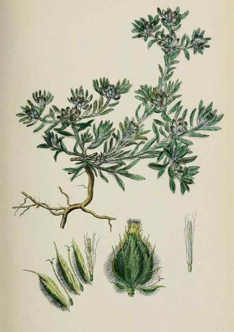 Reproducción/Reproduction 48717425603: English botany, or, Coloured figures of British plants /. London :R. Hardwicke,1863-1886.. 