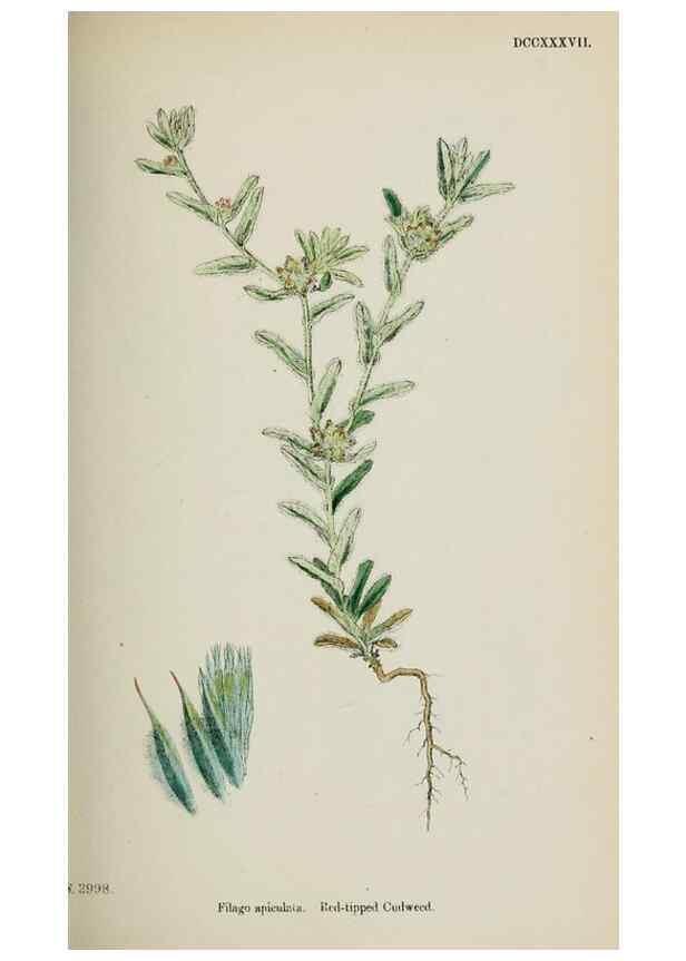 Reproducción/Reproduction 48717761736: English botany, or, Coloured figures of British plants /. London :R. Hardwicke,1863-1886.. 