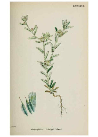 Reproducción/Reproduction 48717761736: English botany, or, Coloured figures of British plants /. London :R. Hardwicke,1863-1886.. 