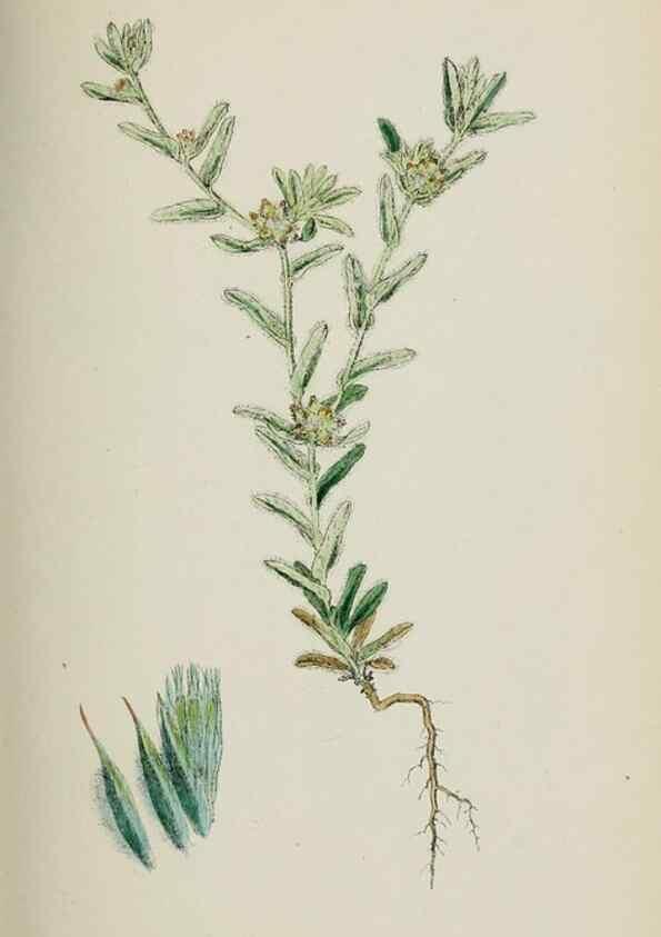 Reproducción/Reproduction 48717761736: English botany, or, Coloured figures of British plants /. London :R. Hardwicke,1863-1886.. 