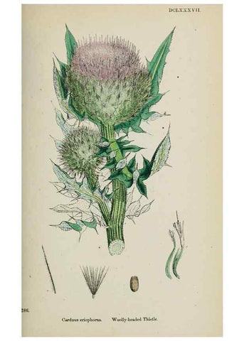 Reproducción/Reproduction 48717741161: English botany, or, Coloured figures of British plants /. London :R. Hardwicke,1863-1886.. 