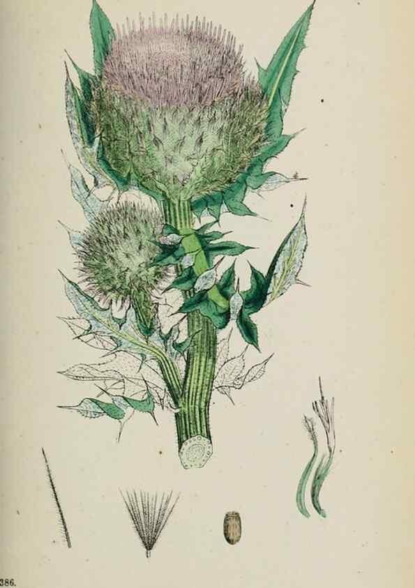 Reproducción/Reproduction 48717741161: English botany, or, Coloured figures of British plants /. London :R. Hardwicke,1863-1886.. 