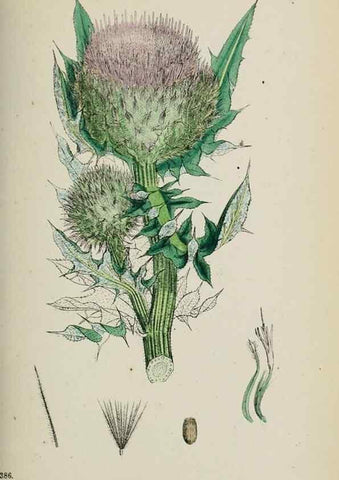 Reproducción/Reproduction 48717741161: English botany, or, Coloured figures of British plants /. London :R. Hardwicke,1863-1886.. 