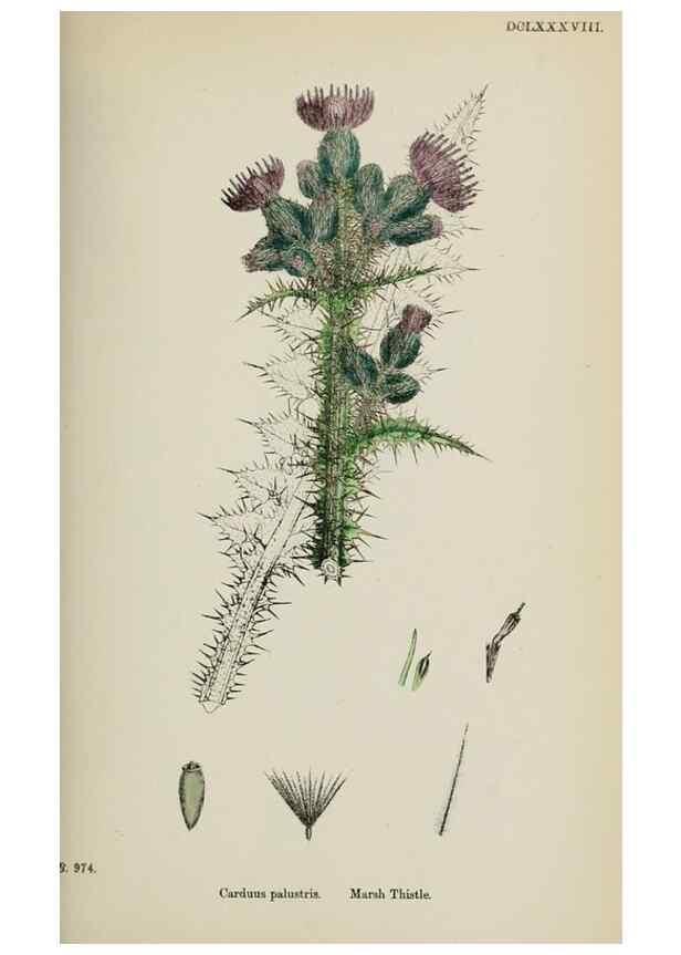 Reproducción/Reproduction 48717912672: English botany, or, Coloured figures of British plants /. London :R. Hardwicke,1863-1886.. 