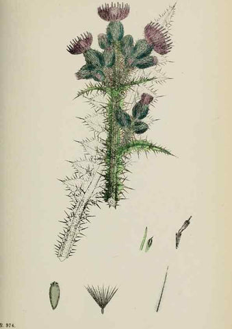 Reproducción/Reproduction 48717912672: English botany, or, Coloured figures of British plants /. London :R. Hardwicke,1863-1886.. 
