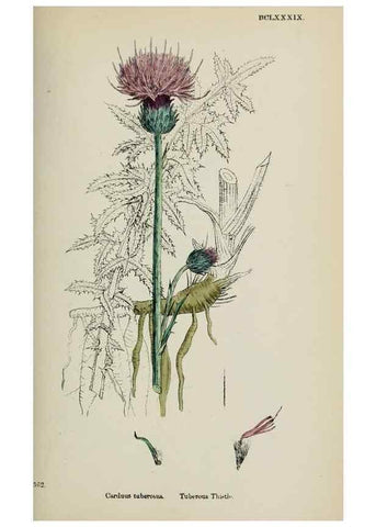 Reproducción/Reproduction 48717913207: English botany, or, Coloured figures of British plants /. London :R. Hardwicke,1863-1886.. 