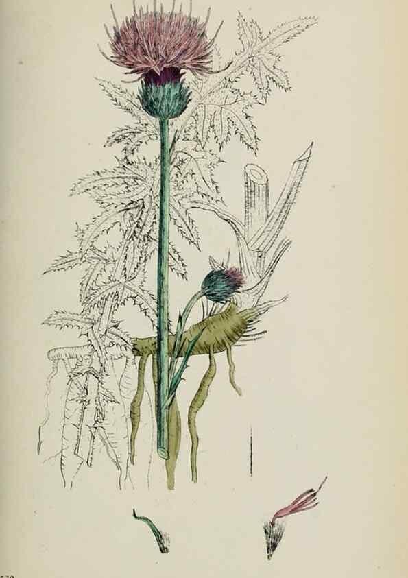 Reproducción/Reproduction 48717913207: English botany, or, Coloured figures of British plants /. London :R. Hardwicke,1863-1886.. 