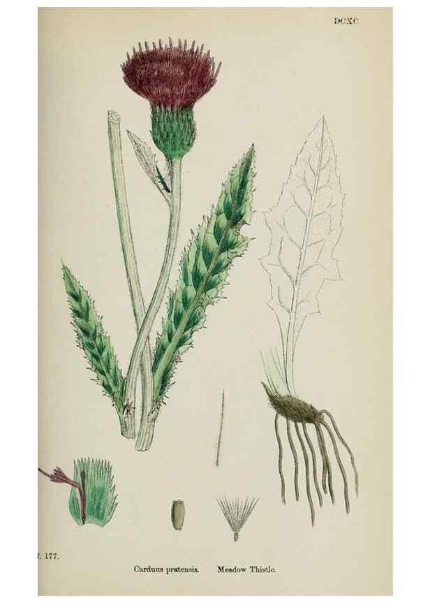 Reproducción/Reproduction 48717405723: English botany, or, Coloured figures of British plants /. London :R. Hardwicke,1863-1886.. 