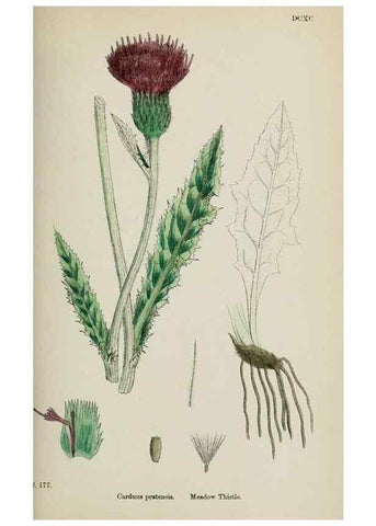 Reproducción/Reproduction 48717405723: English botany, or, Coloured figures of British plants /. London :R. Hardwicke,1863-1886.. 
