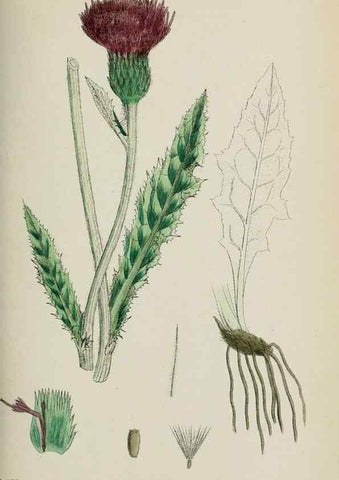 Reproducción/Reproduction 48717405723: English botany, or, Coloured figures of British plants /. London :R. Hardwicke,1863-1886.. 