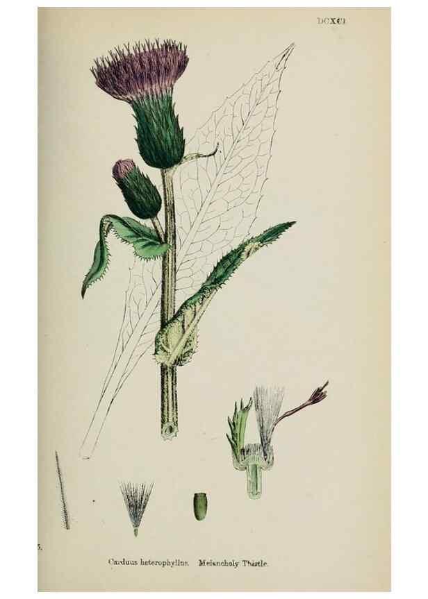 Reproducción/Reproduction 48717913922: English botany, or, Coloured figures of British plants /. London :R. Hardwicke,1863-1886.. 